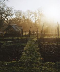 the sun shines brightly through the trees and grass in an open area with many plants