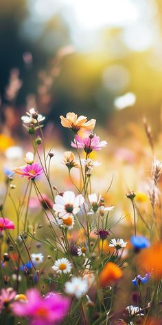 wildflowers and other flowers are in the foreground with sunlight shining through them