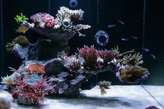 an aquarium filled with lots of different types of corals and sea creatures in it