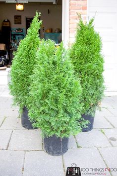 two potted plants sitting on top of a sidewalk