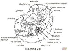 an animal cell diagram with all the parts labeled in it's own text area