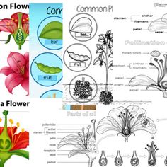 four different types of flowers and their parts labeled in the diagram below are shown here