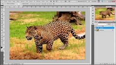 an image of a leopard walking in the grass