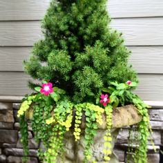 a potted plant with pink flowers and green leaves on the side of a house