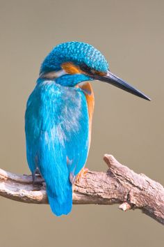 a blue and orange bird sitting on top of a tree branch