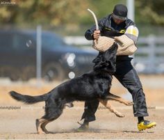 a man is holding on to a black dog's tail as he tries to catch it