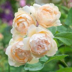 three pink and white flowers with green leaves