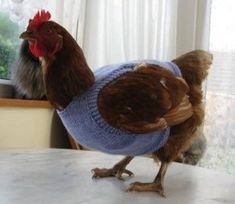 a chicken wearing a sweater on top of a table