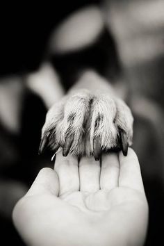 a dog paw is being held up by someone's hand