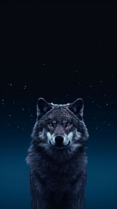 a wolf staring at the camera with stars in the background