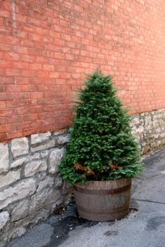 a small christmas tree sitting in a pot next to a brick wall on the sidewalk