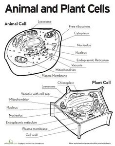 an animal and plant cell diagram