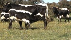 three black and white cows grazing in a field