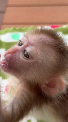 a baby monkey sitting on top of a bed next to an adult animal and looking up at the camera