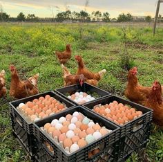 chickens and eggs in crates on the grass