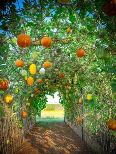 an orange tree filled with lots of ripe fruit hanging from it's branches,