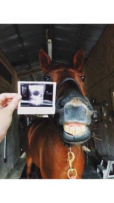 a brown horse with it's mouth open holding up a camera