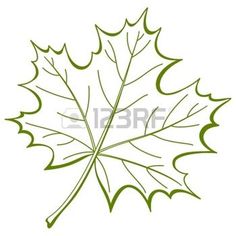 a green maple leaf on a white background