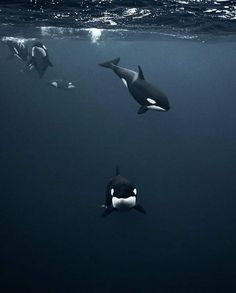 three orca whales swimming in the ocean