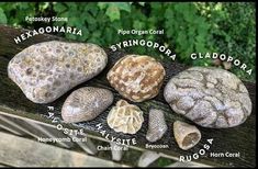 several different types of seashells on a bench