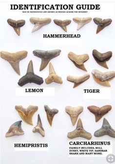 the identification guide for different types of teeth and beaks, including hammerhead, lemon, tiger, carcharinus