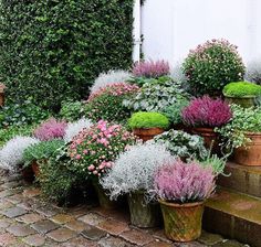 many potted plants and flowers on the steps