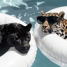 two black and white animals wearing sunglasses on inflatable floats next to each other