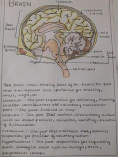 Human Brain Notes, Brain Diagram Class 10, Class 10 Science Notes Biology, Neurologist Aesthetic, Brain Notes, Human Brain Diagram, Biology Diagrams, Science Diagrams, Learn Biology