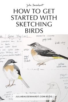 how to get started with sketching birds