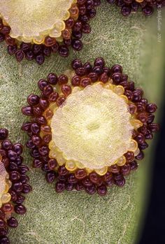 Botanical Photography, Microscopes, Mushroom Fungi, Microbiology, Natural Forms