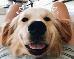 a close up of a dog laying on a person's lap with hearts drawn on it