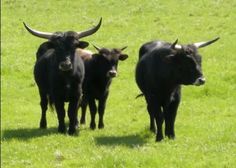 three cows standing in the grass with horns on their heads and one is looking at the camera