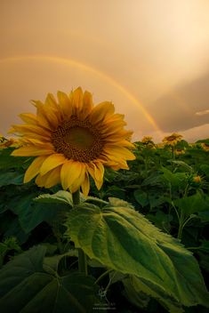 a sunflower with a rainbow in the background