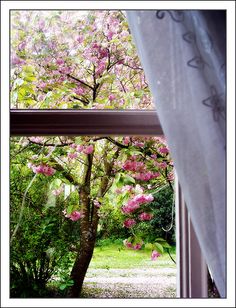 the view from an open window shows pink flowers in bloom and green trees with white drapes