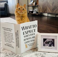 an orange cat sitting on top of a book