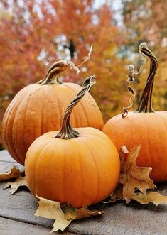 three pumpkins sitting on top of a wooden table next to leaves and autumn trees