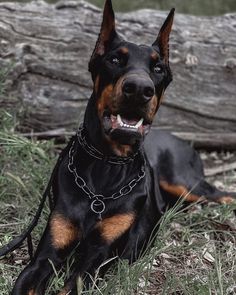 a black and brown dog laying on top of a grass covered field next to a fallen tree