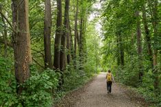 a person walking down a dirt road in the middle of a forest with lots of trees