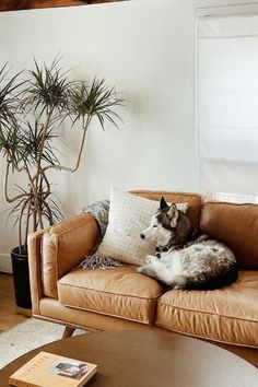 a dog laying on top of a brown couch next to a potted palm tree