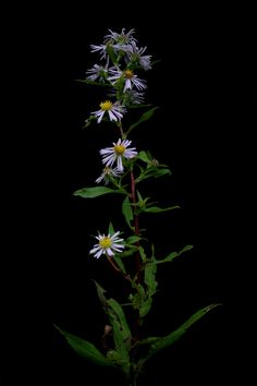 some white and yellow flowers on a black background