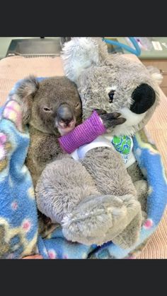 two stuffed koalas cuddle together on a blanket