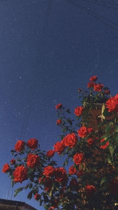 red roses are blooming in the night sky