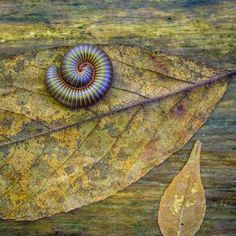 a close up of a leaf with a snail crawling on it