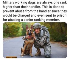 Military Service Dogs, Patriotic Pictures, Military Working Dogs, Go Usa, Military Dogs, Wolf Pictures, Police Dogs, Animal Facts, American Heroes