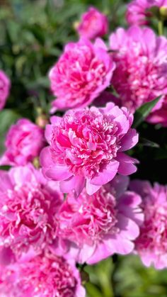 pink flowers are blooming in the garden