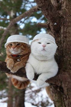 two cats wearing hats sitting on a tree branch