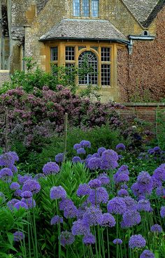 purple flowers in front of an old building