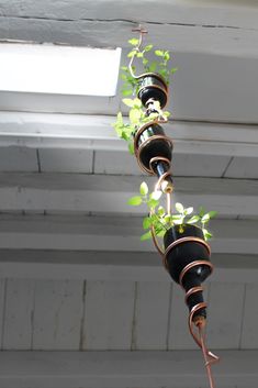 there is a plant growing out of the top of a potted plant hanger