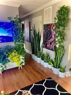 a living room filled with lots of different types of houseplants and plants on display