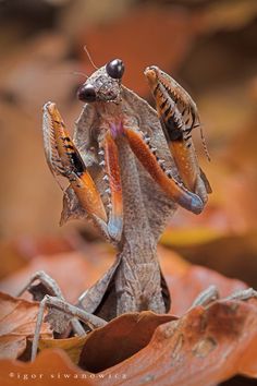 a close up of a praying mantisbee on leaves